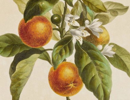 ‘Orange Tree, December 24, 1789’, by John Edwards. Minneapolis Institute of Art. Public Domain.