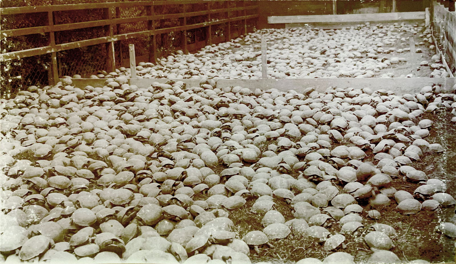Horsfield tortoises at Hagenbeck’s Tierpark, c.1914. Archiv Hagenbeck. Public Domain.